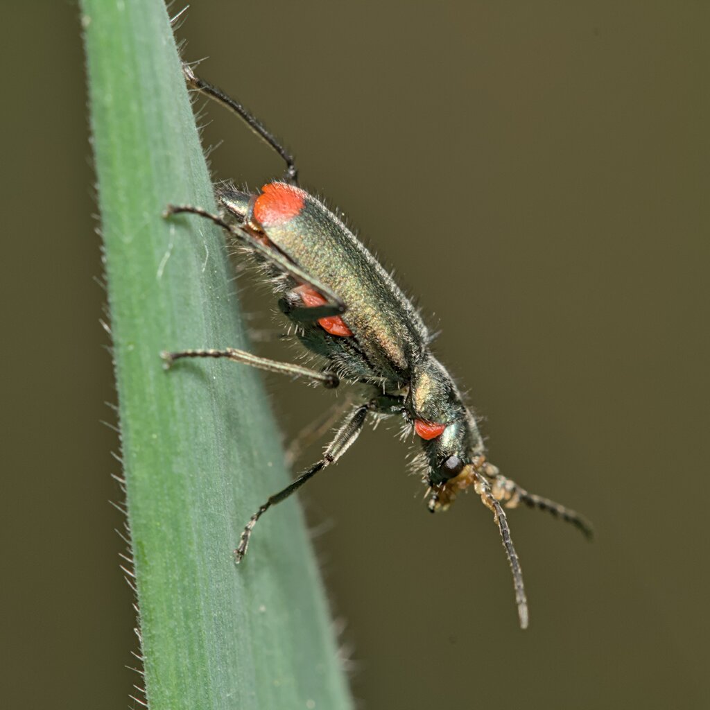 Common Malachite-beetle