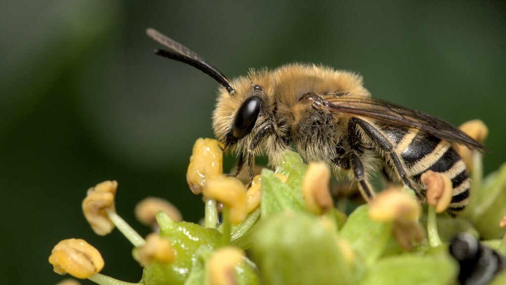Ivy Cellophane Bee