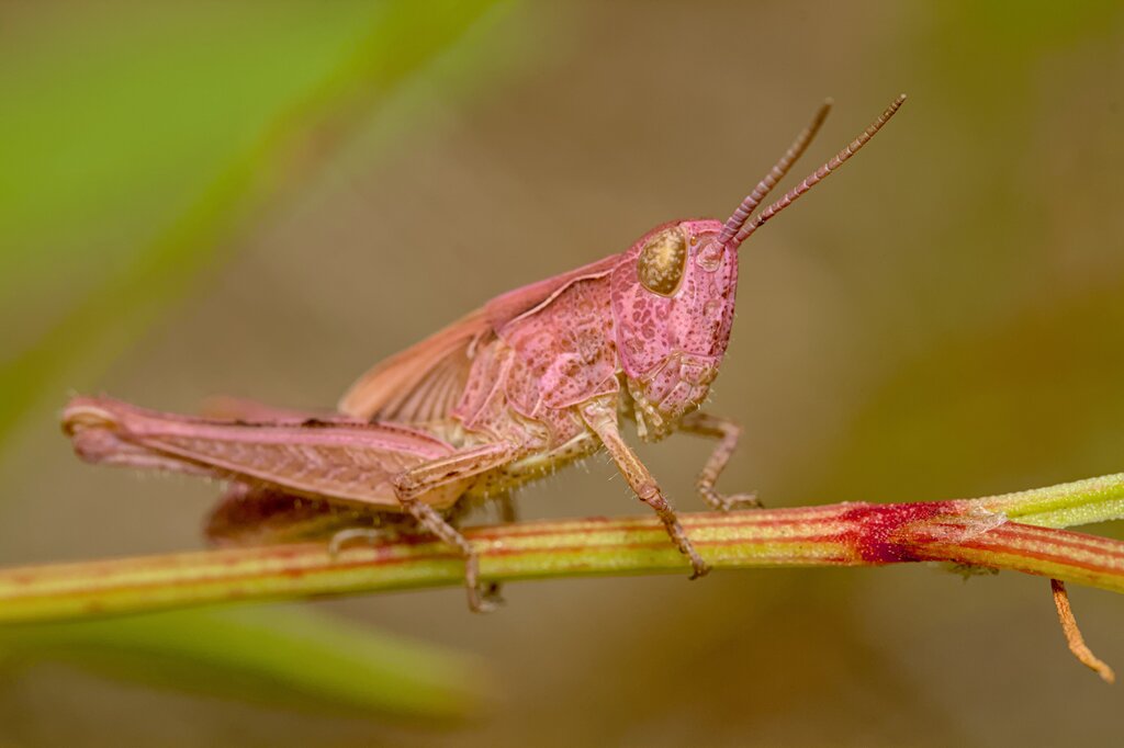 Bow-winged Grasshopper