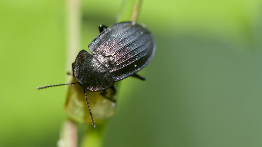 Black Snail Beetle