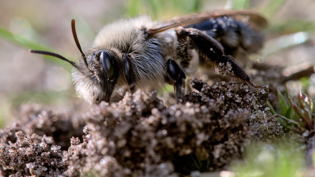 Grey-backed Mining Bee