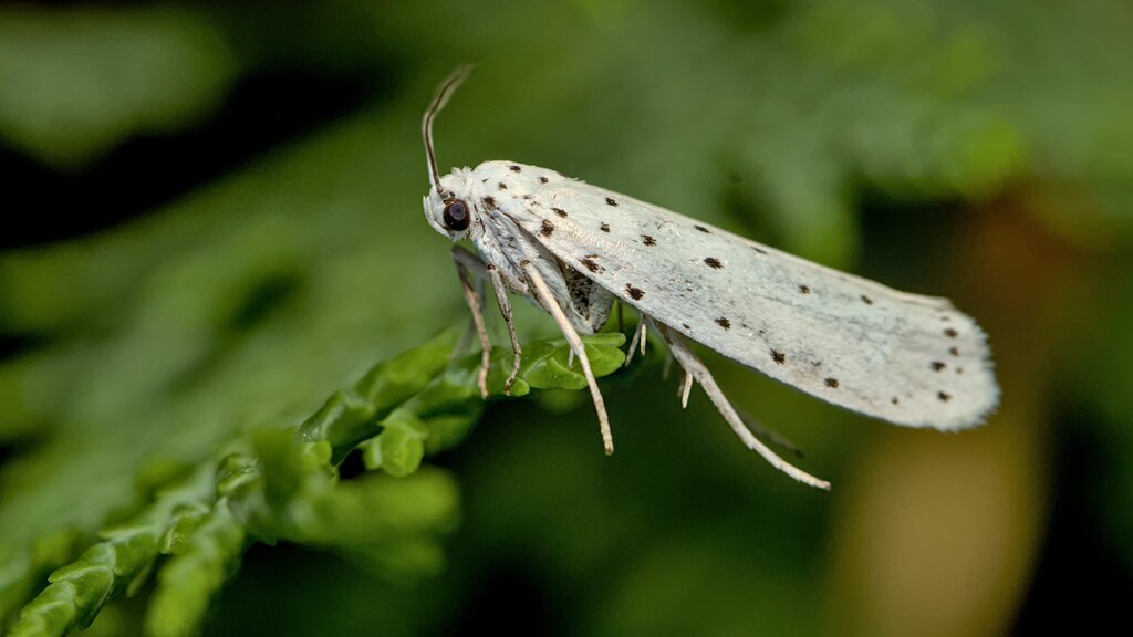 Small Ermine Moths spec.
