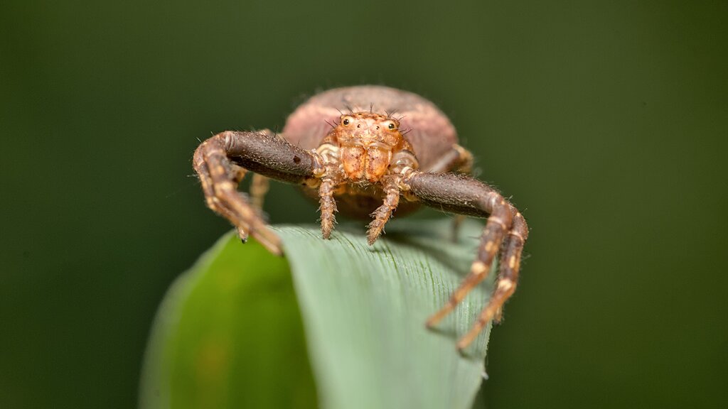 Ground Crab Spiders spec.