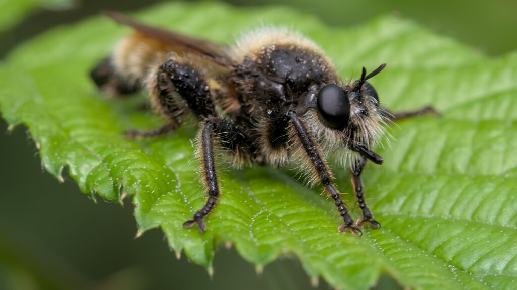 Bumblebee Robberfly