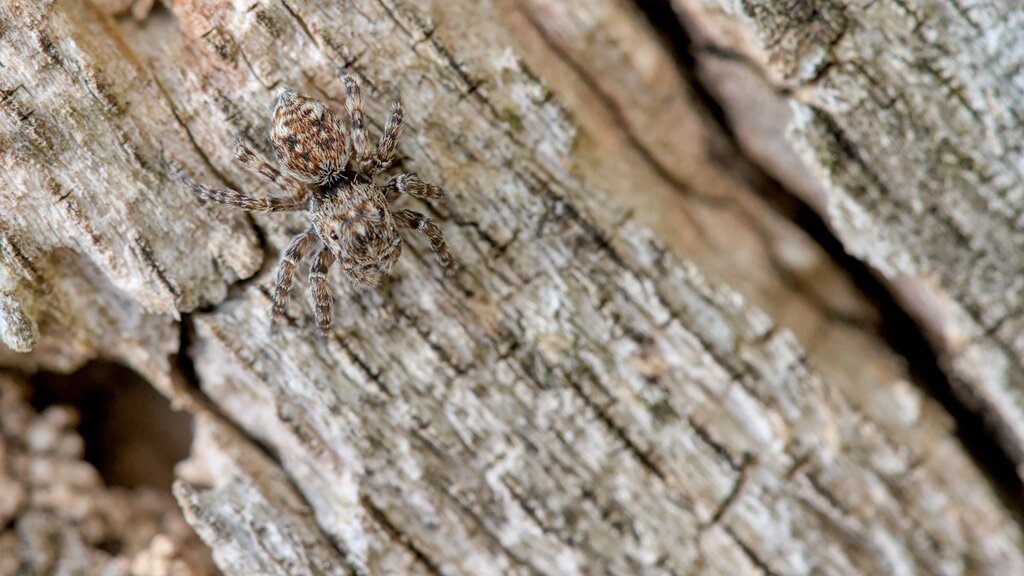 Downy Jumping Spider