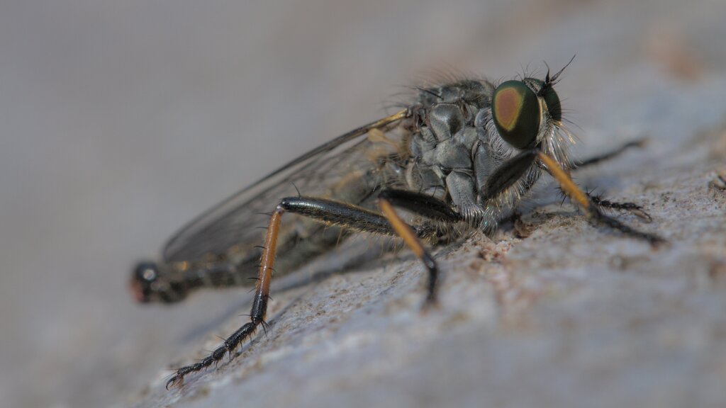 Common Awl Robber Fly