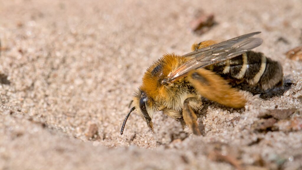 Common Pantaloon Bee