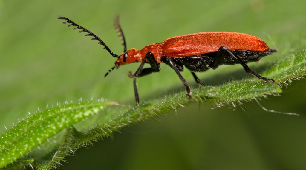 Common Cardinal Beetle