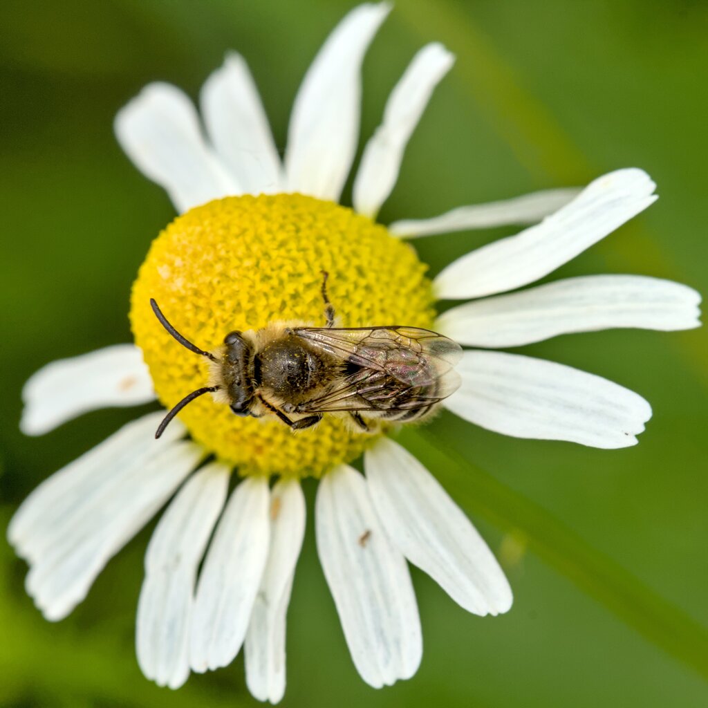 Davies' Cellophane Bee