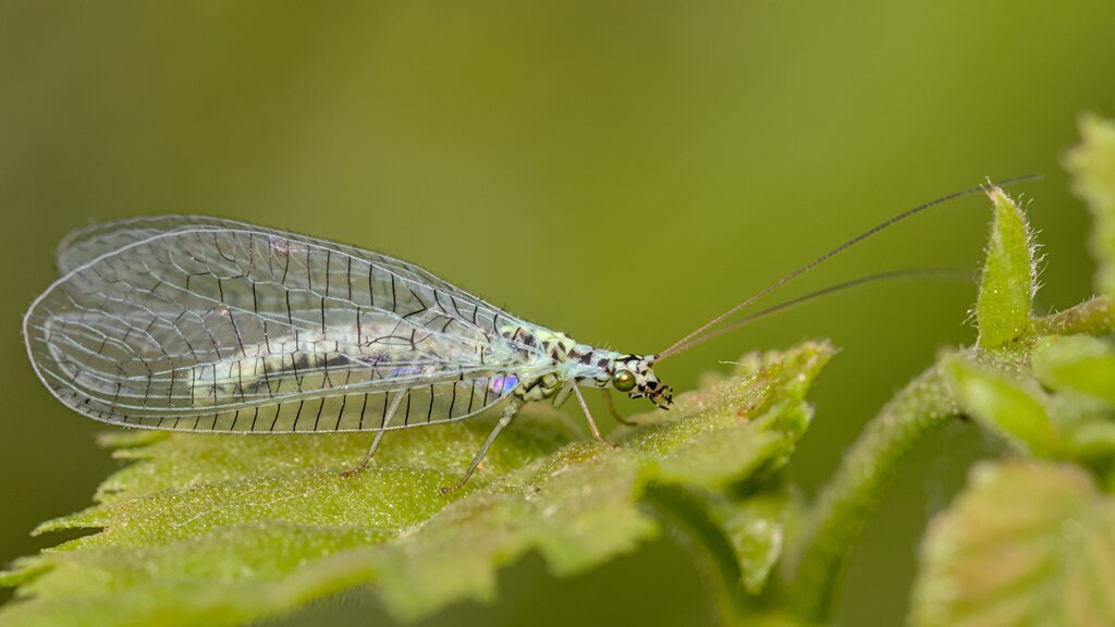 Pearly Green Lacewing