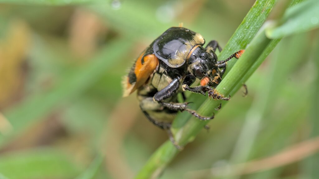 Vespillo Burying Beetle
