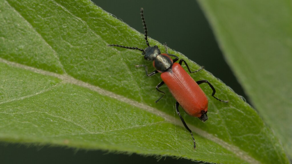 Red Malachite Beetle