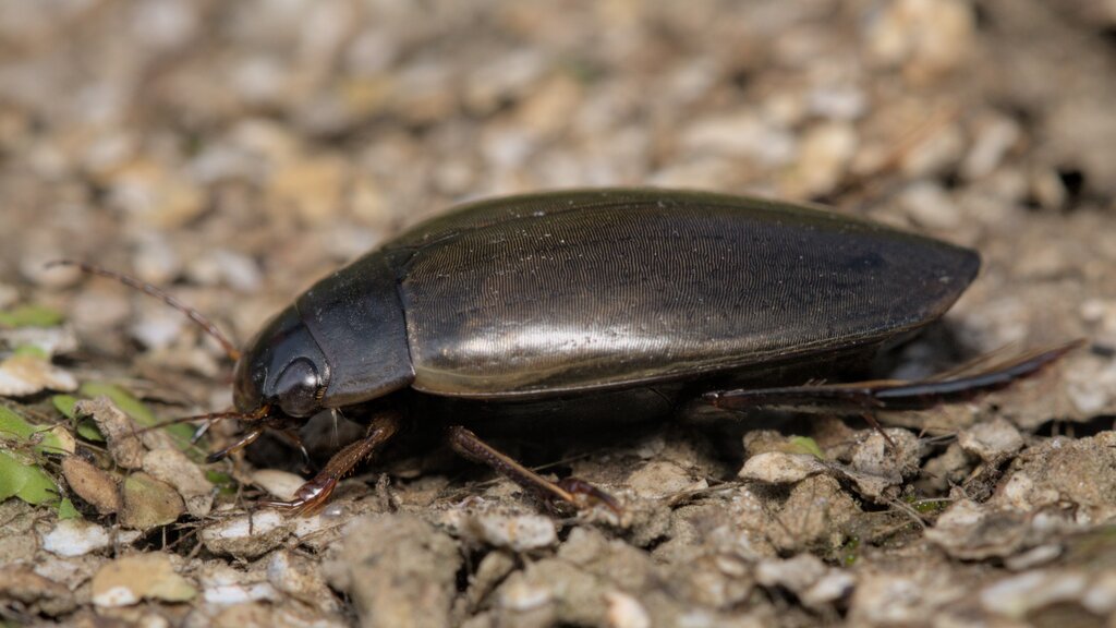 Large-grooved Diving Beetle