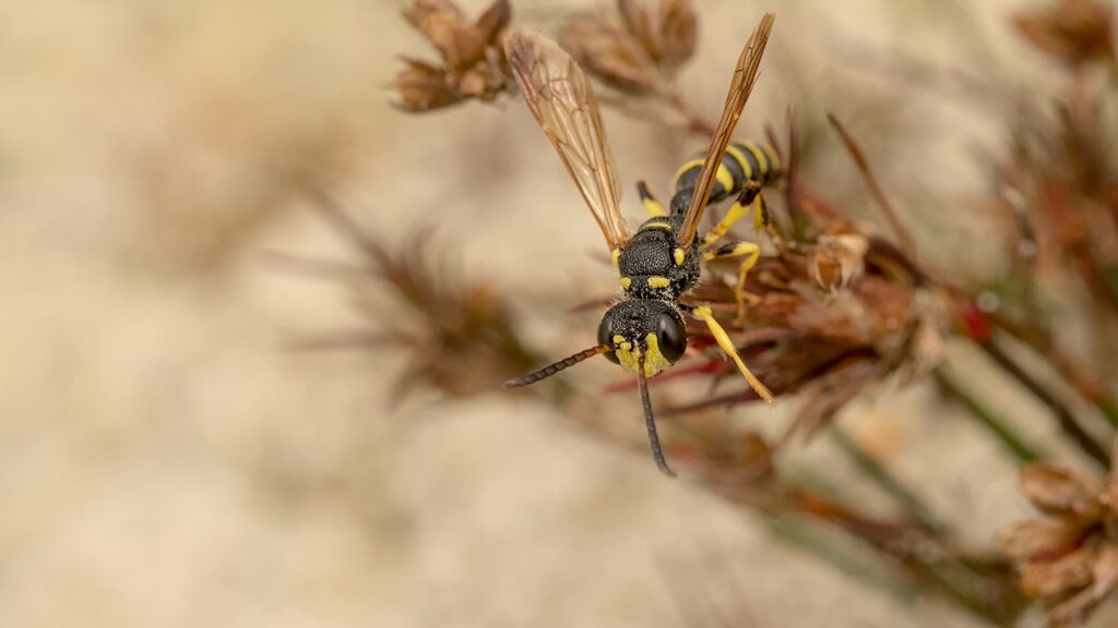 Sand Tailed Digger Wasp