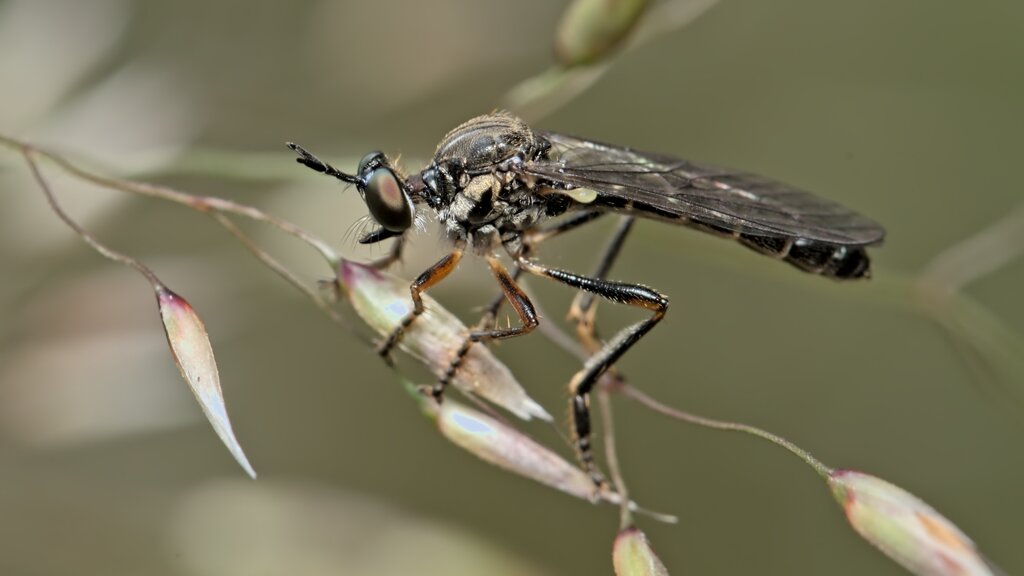 Stripe-legged Robberfly