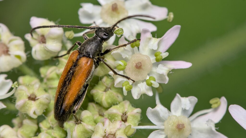 Black-striped Longhorn Beetle