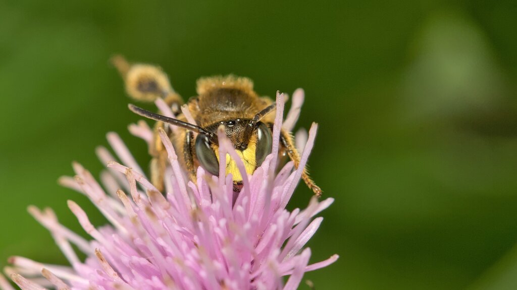 European Yellow Loosestrife Bee