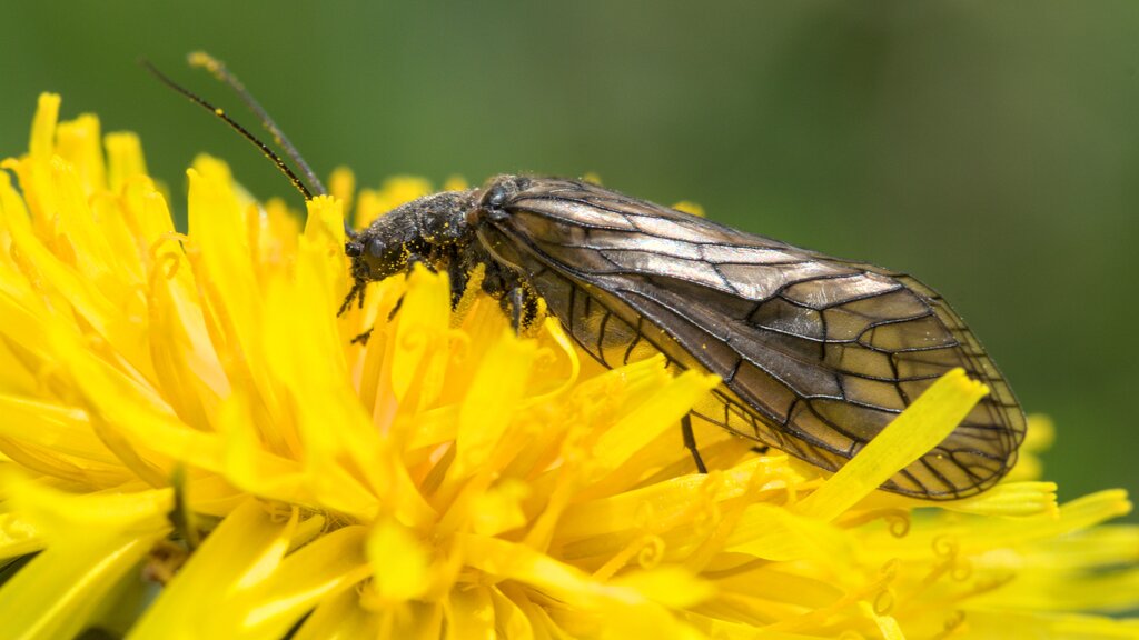 Common Alderfly
