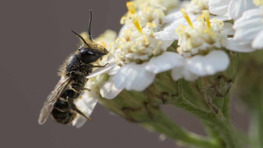 Large-headed Armoured-Resin Bee