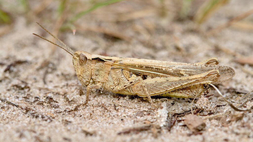 Bow-winged Grasshopper