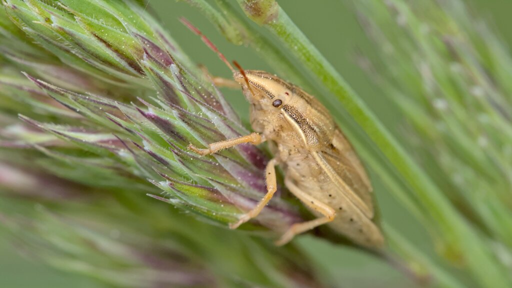 Bishop's Mitre Shield Bug