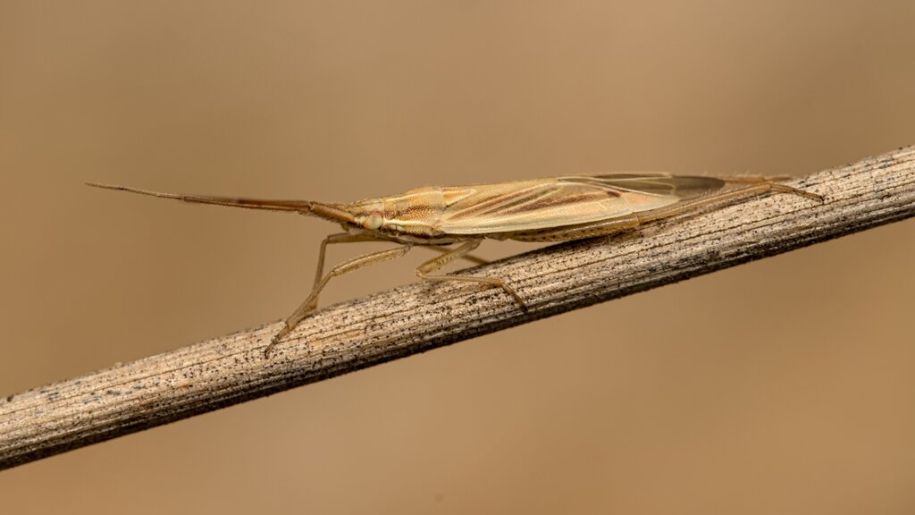 Two-spined Grass Bug