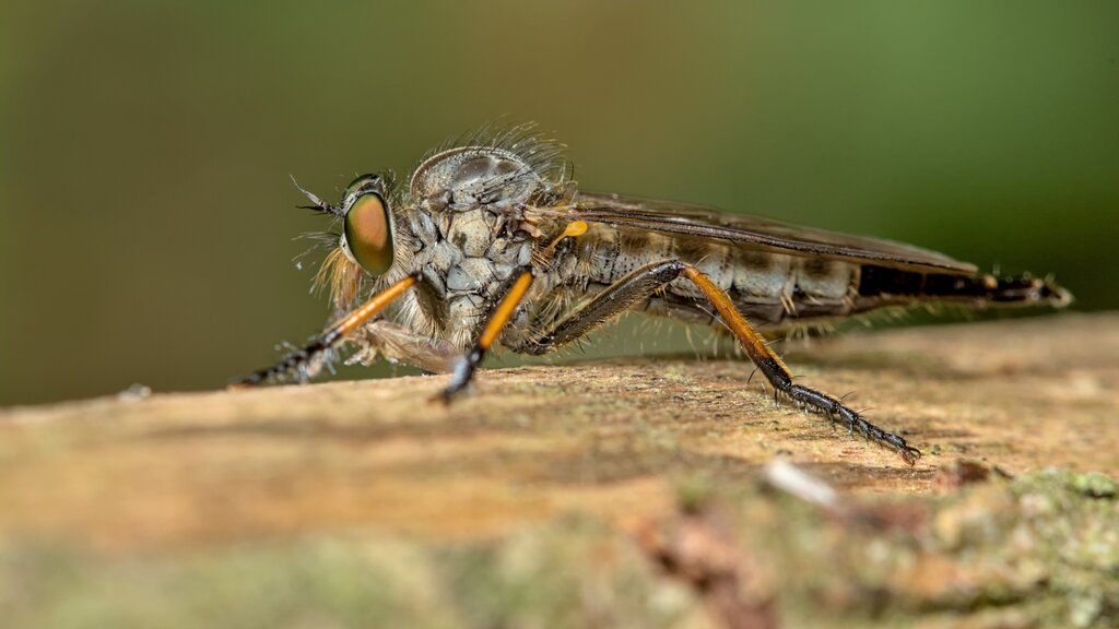 Common Awl Robber Fly